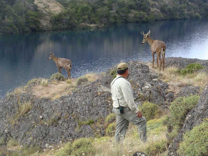 Conaf Aysén relevó día del huemul Protegerlos es tarea de todos y