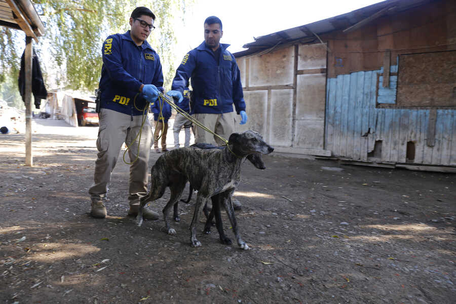 genérica-bidema-maltrato-animal-002-(1)_optimized