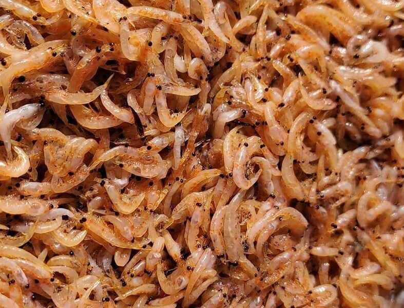 krill2-(1)-(1)_optimized