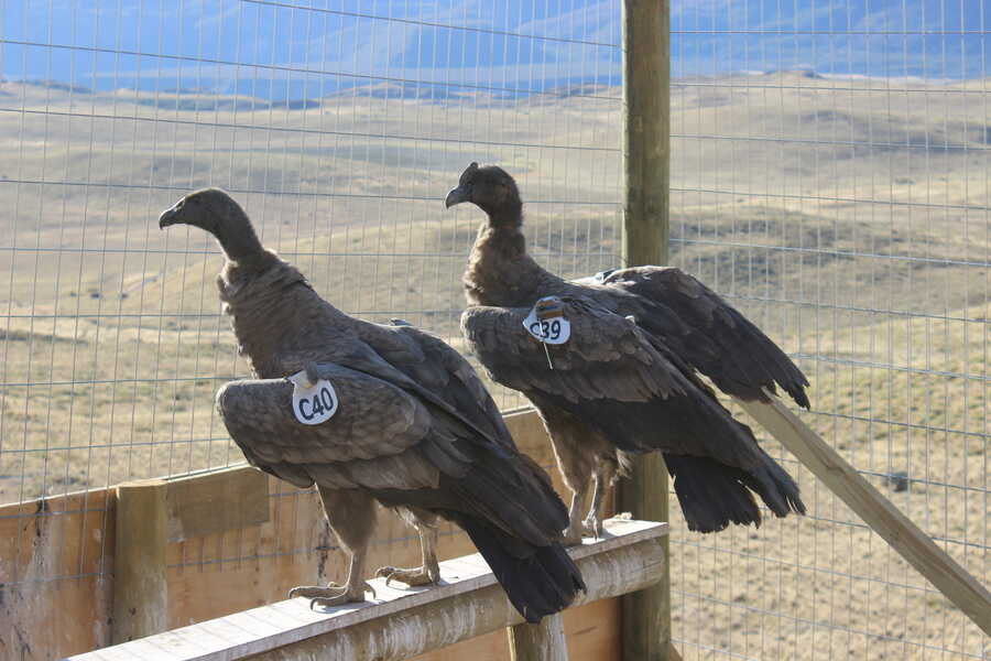 preliberacion-condores-pnp-12-02-2022-credito-cristian-saucedo-rewilding-chile-01-2_optimized