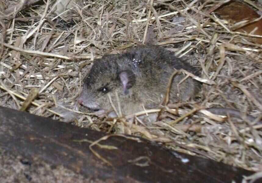 roedor-(1)-(1)_optimized