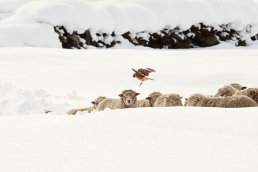 emergencia-agricola (1) (1)