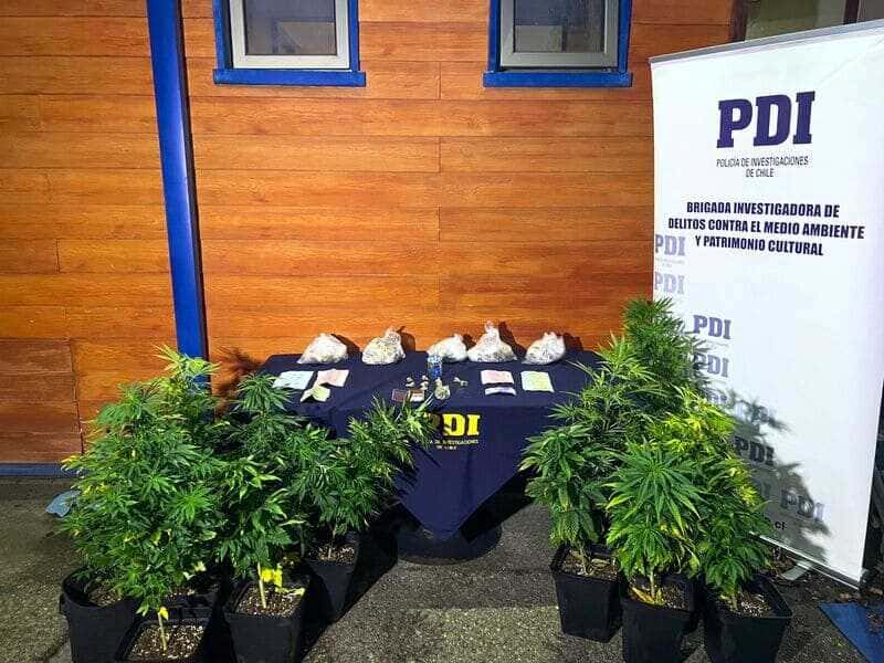 evidencia-incautación-moluscos-en-veda,-plantas-de-cannabis-y-kit-de-cultivo-bidema-aysén-(1)-(1)_optimized (1)