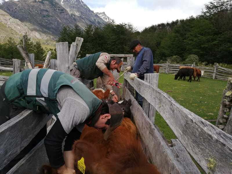 El Avellano 4 (1) (1)