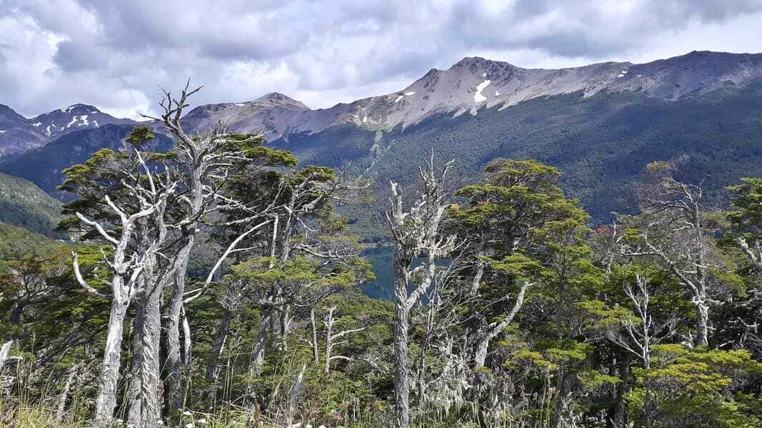 bosques-mixtos-(1)-(1)_optimized (1)