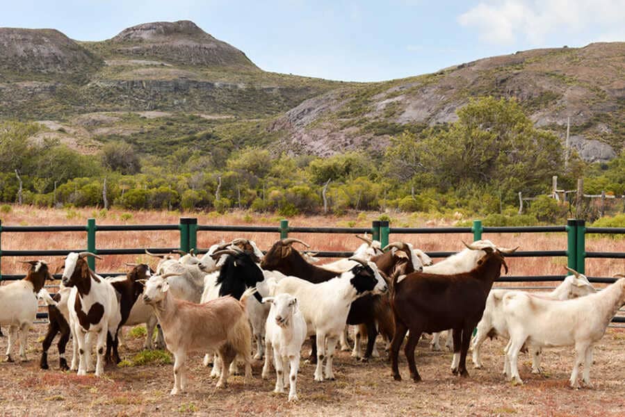 festival-del-chivo-(2)_optimized (1)