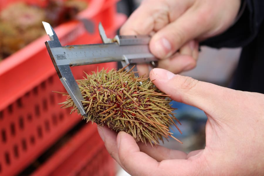 REFERENCIAL-erizo (1) (1)