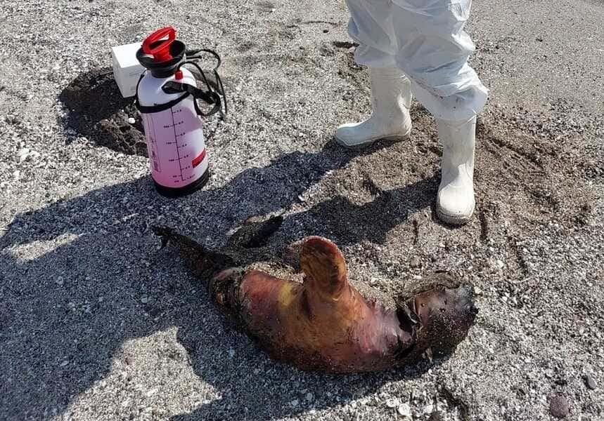 sernapesca-lobo-influenza-1-(2)_optimized (1)