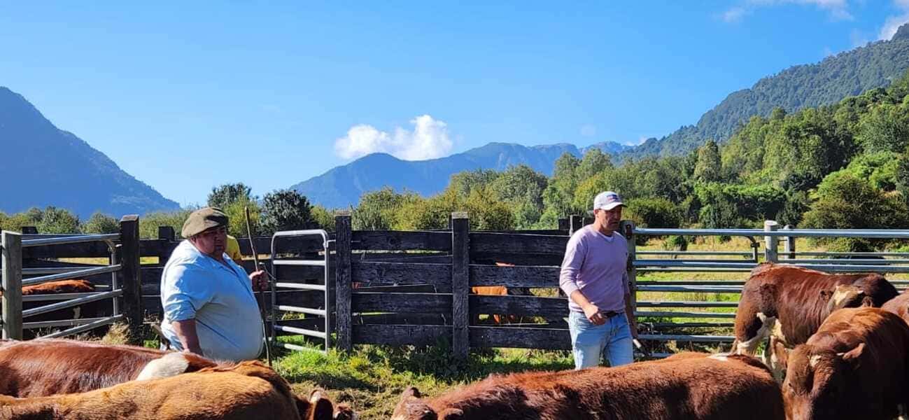 dia-ternero2-(1)-(1)_optimized (1)