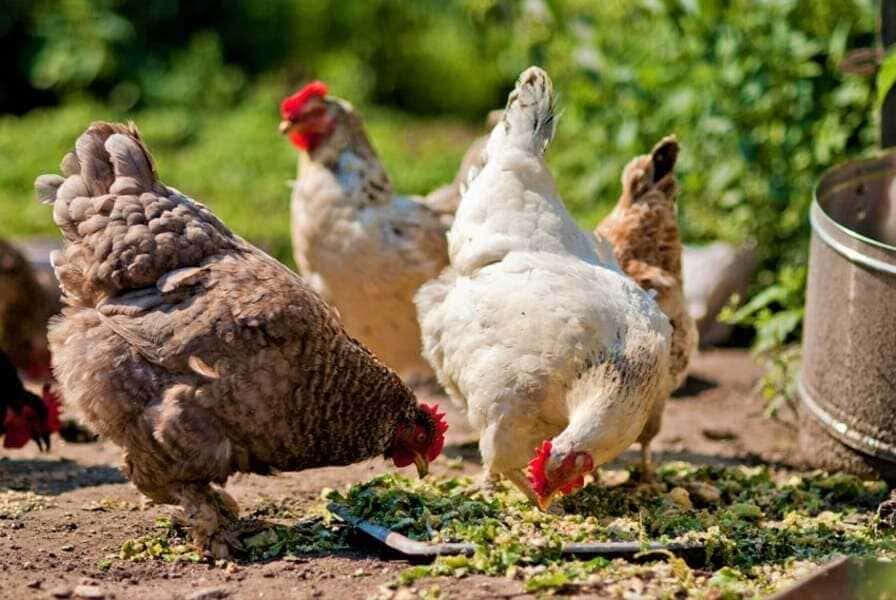 gallinas-(1)-(1)_optimized (1)