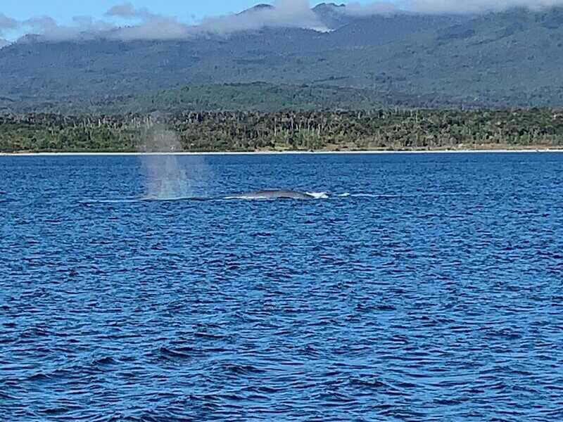 ballena-1-2_optimized-2