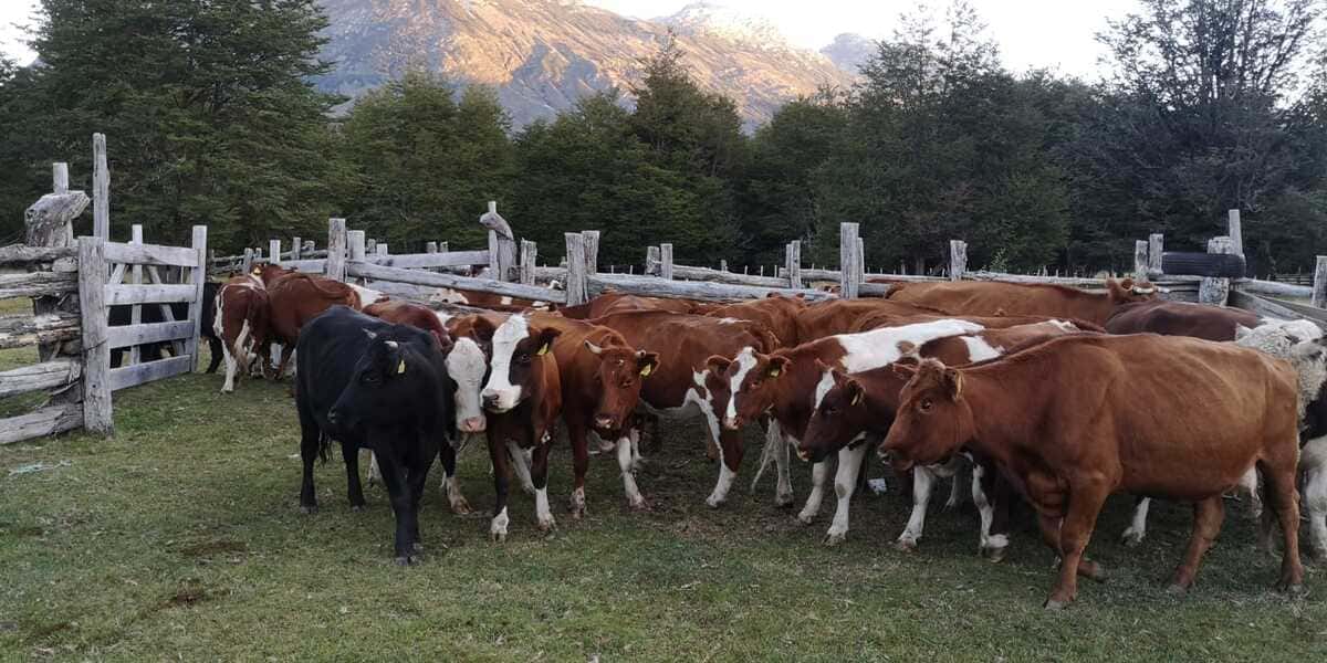 traza-1-(1)-(1)_optimized (1)