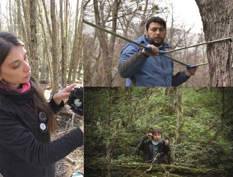 medición-estructura-forestal-(1)_optimized