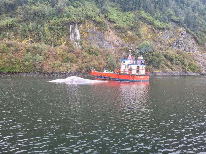 16-09-2023 SS ballena varada Puyuhuapi (1) (1)