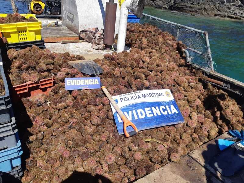 erizos13_optimized.10.23-(1)