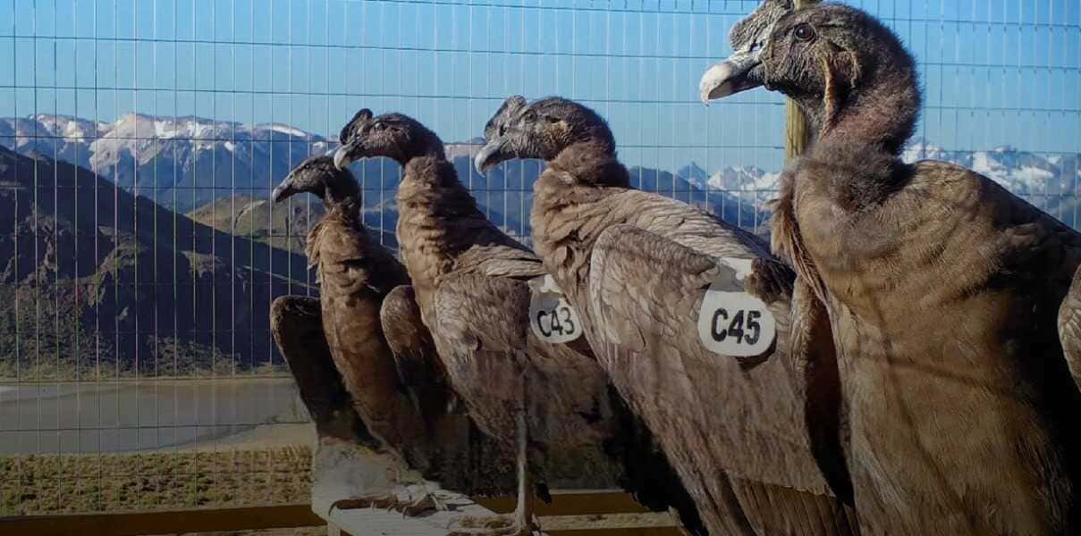 condores-f1-(1)_optimized (1)