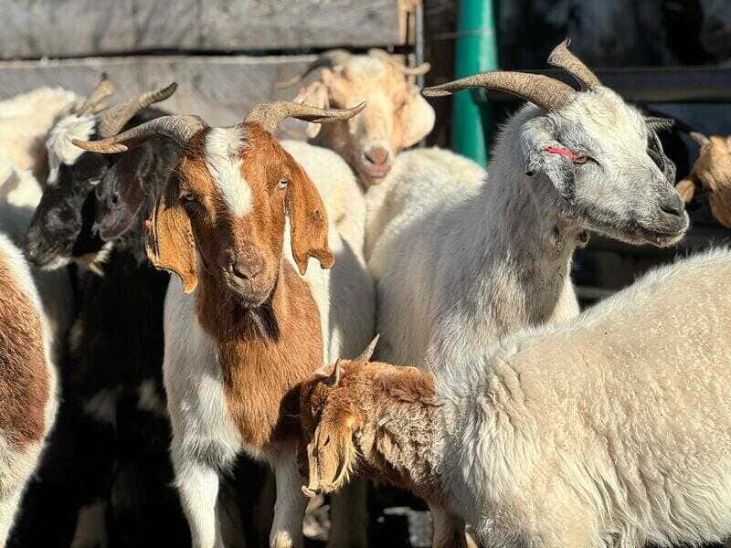 crotaleo05-(1)_optimized (1)