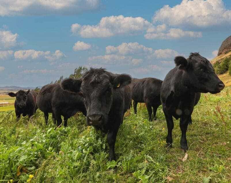 ganado_aysén01-(1)-(1)_optimized (1)