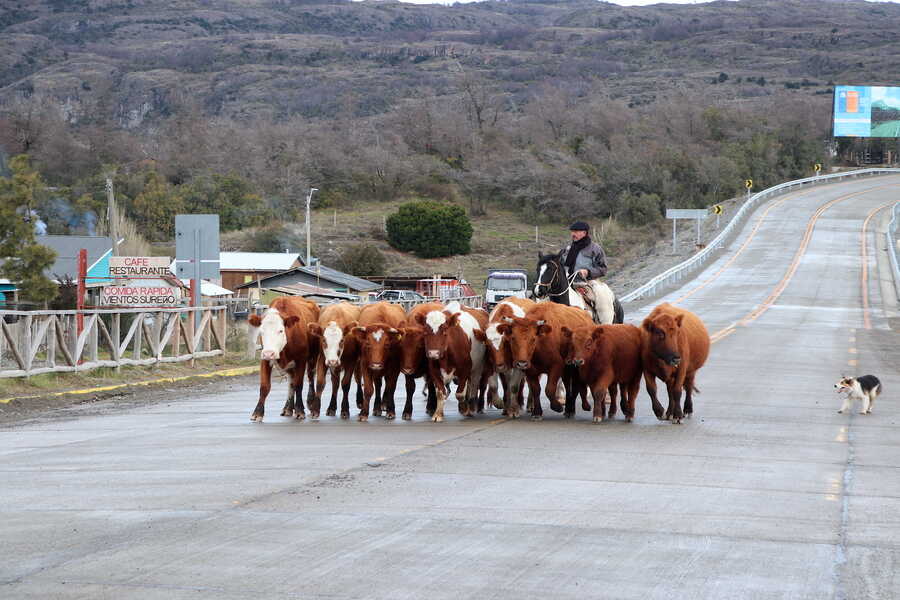 ays_n-campo-vivo-(1)-(1)_optimized