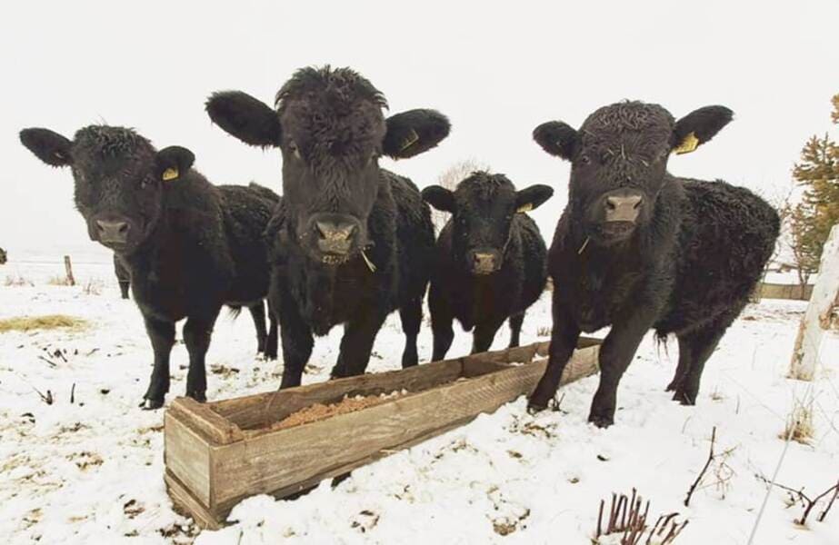 image (44) (3) (1) (1)