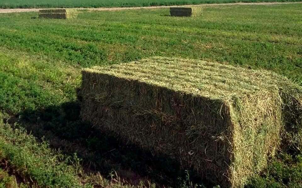 forrajes-1080x675-(1)_optimized-(1)_optimized (1)