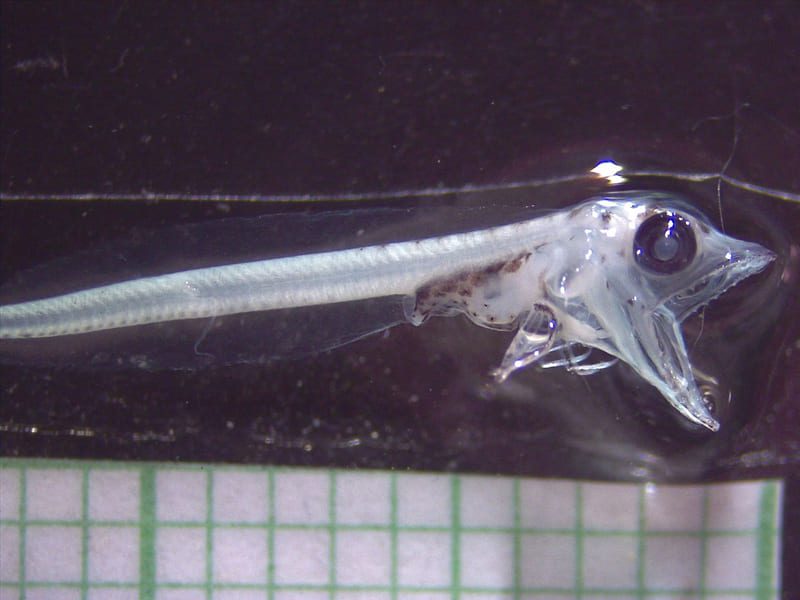 Larva pez hielo 1 (foto de Mauricio Landaeta y Tamara Segovia) 08 (1) (1)