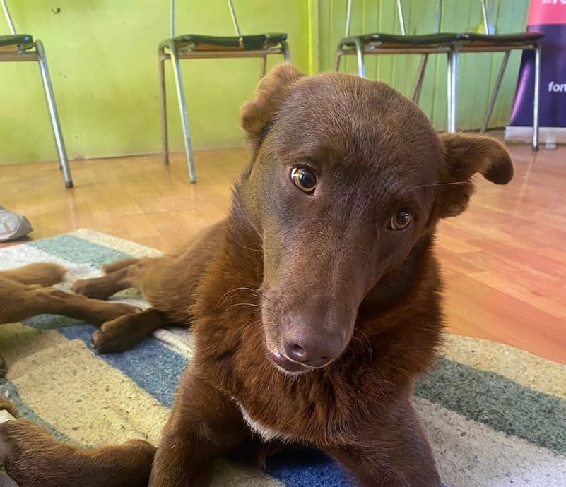 Perrito del Proyecto Odepac Esterilización Mascotas (1) (1) (1)