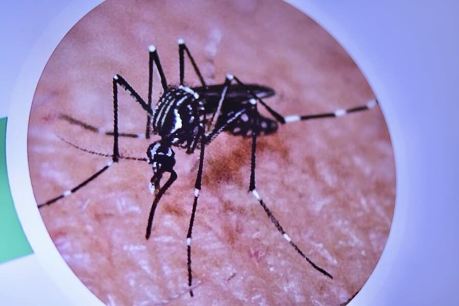 aedes2 (1) (1)