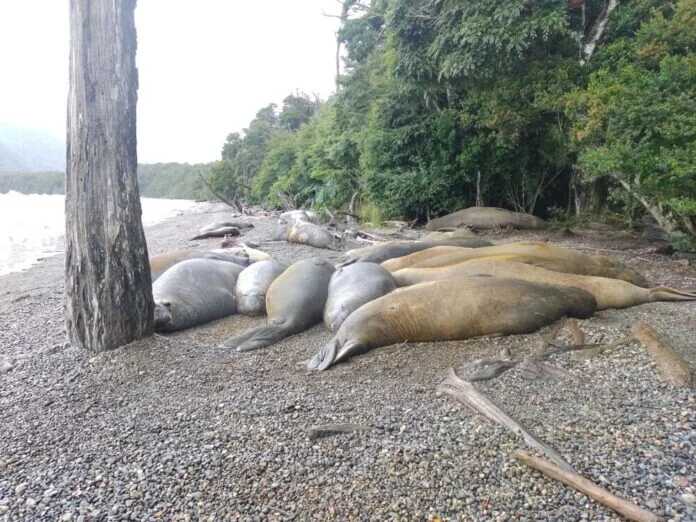 hector-marchant-1-1-696x522_optimized