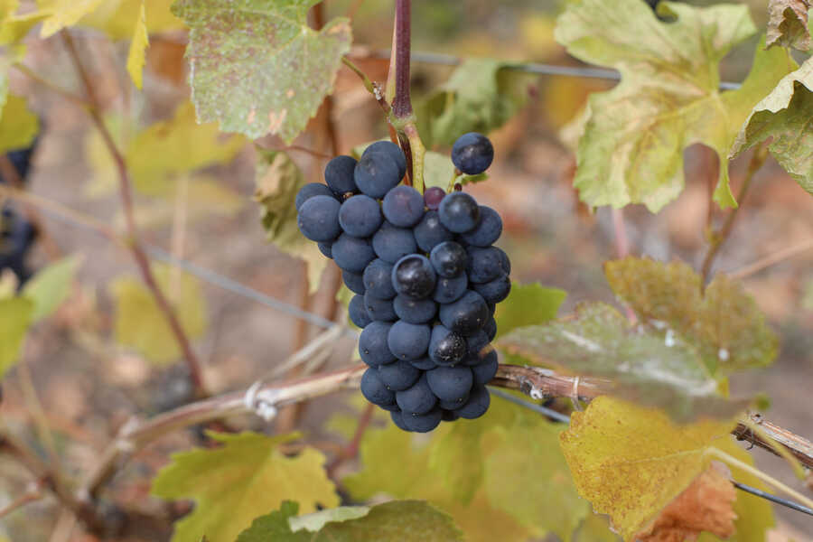 1z9a0785-(1)_optimized