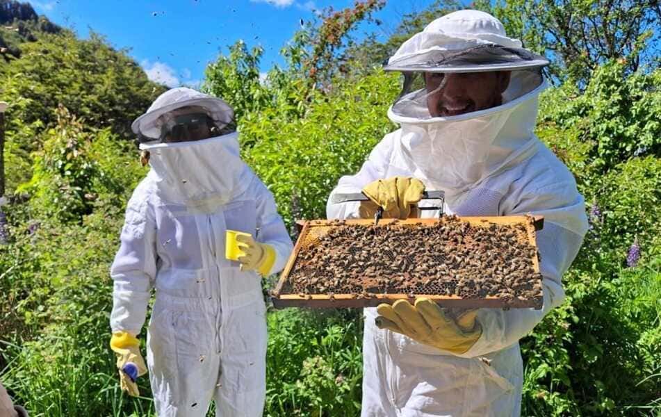 Abejas-(1)_optimized (1) (1) (1)