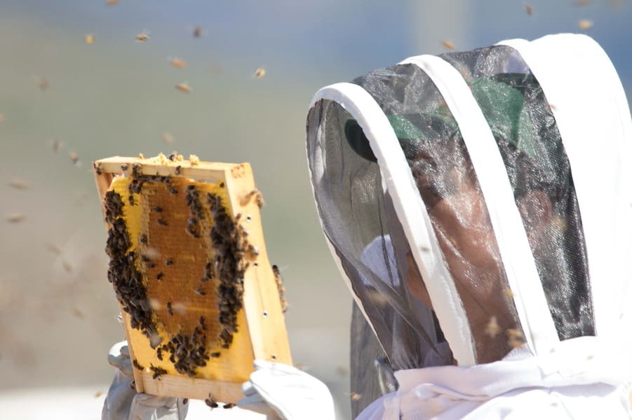 abeja 2 (2) (1) (1)