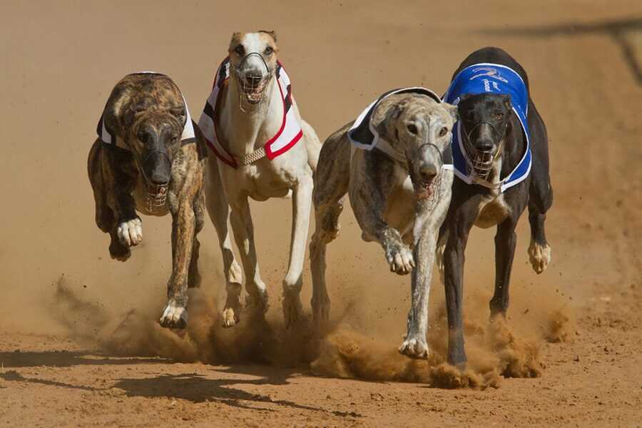 galgos-(1)_optimized