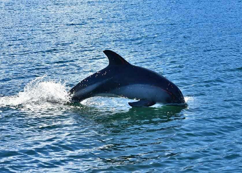 delfin-3-(1)_optimized (1)